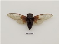 藏品(紅脈熊蟬)的圖片